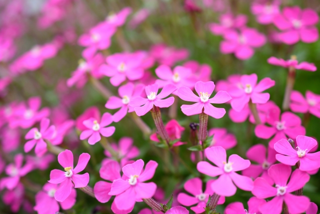 シレネの特徴と育て方 花名の名前の由来と花言葉 誕生花